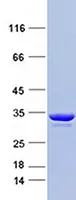 GST-Myc-DDK Recombinant Protein - image 1