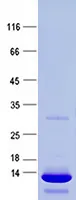 TTF1 (NKX2-1) (NM_003317) Human Recombinant Protein - image 1