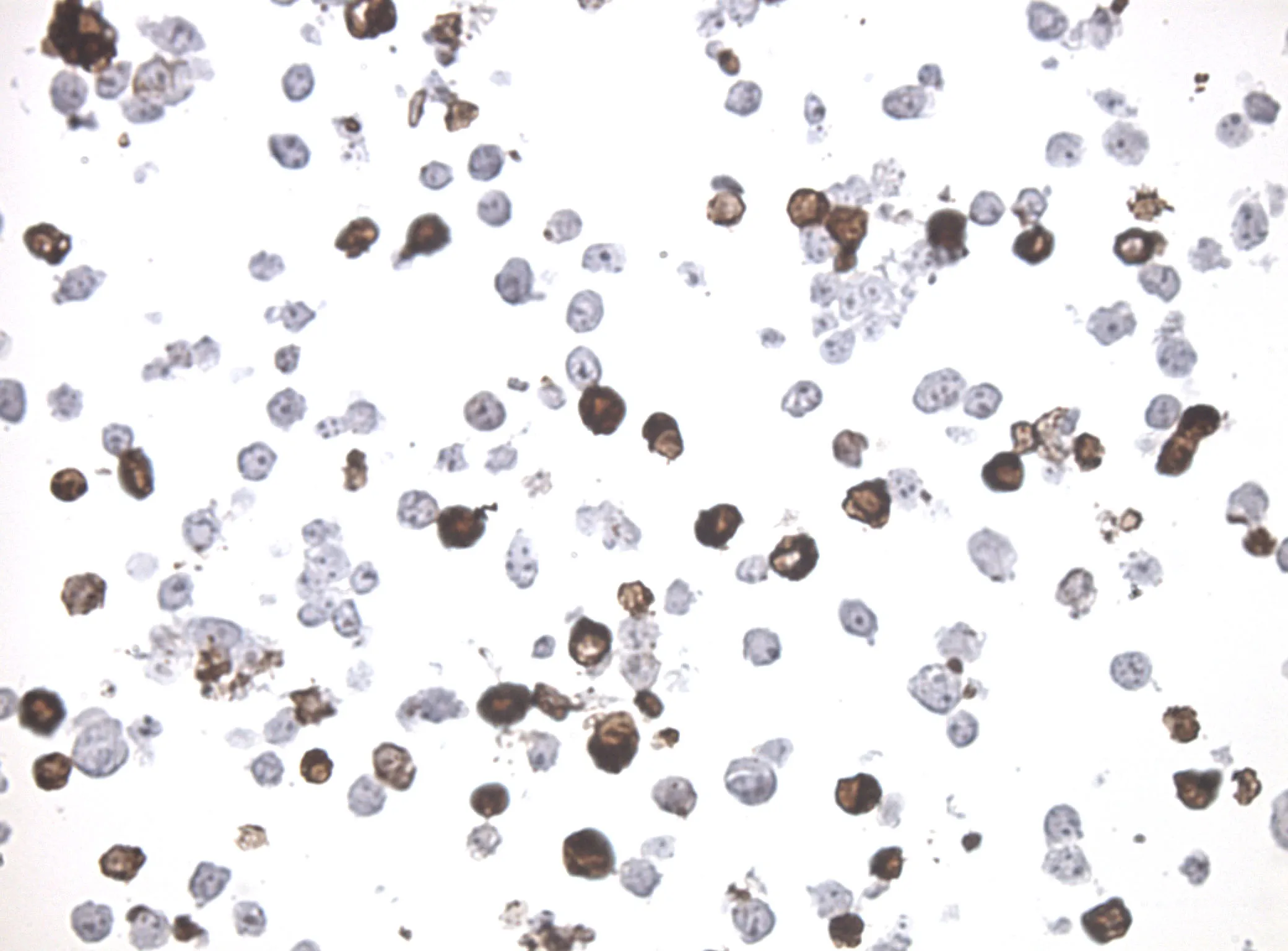 PCDHA3 CytoSection - image 1