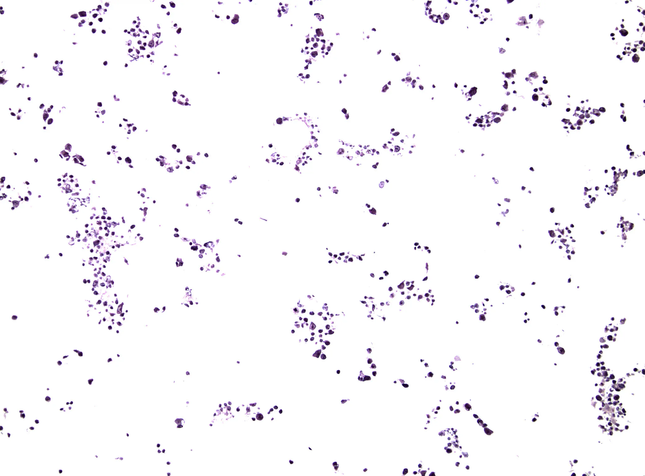CTLA4 CytoSection - image 1