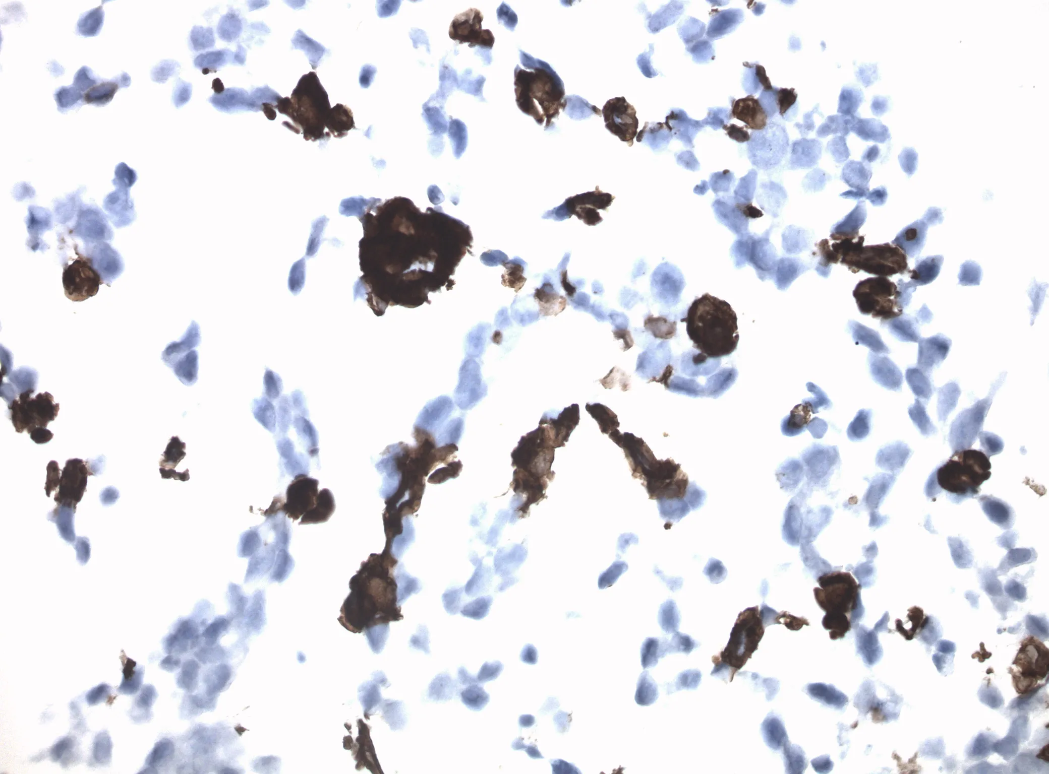 VSIG4 CytoSection - image 1