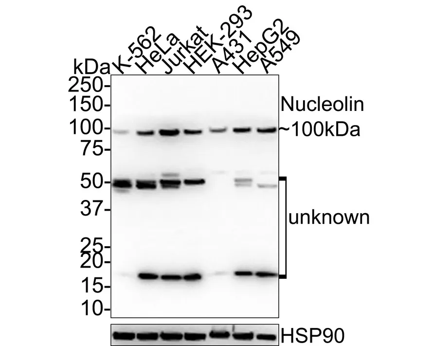 Nucleolin Rabbit Polyclonal Antibody - image 1