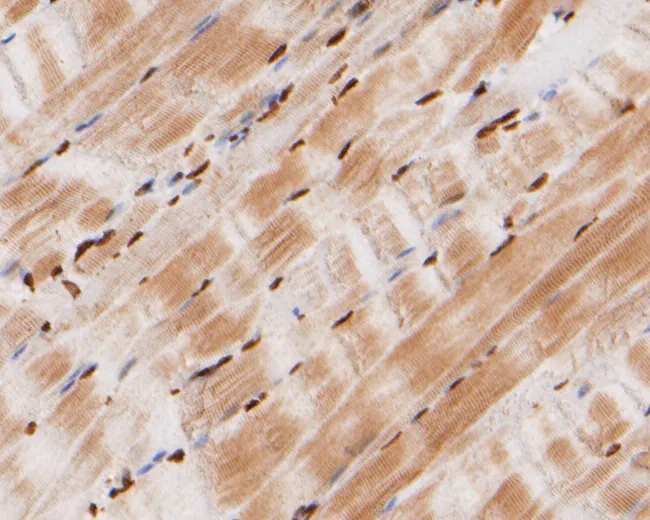 SIX2 Rabbit Polyclonal Antibody - image 1