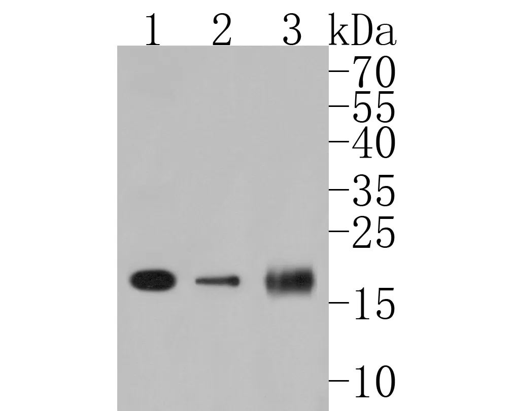 PDCD6 Rabbit Polyclonal Antibody - image 1
