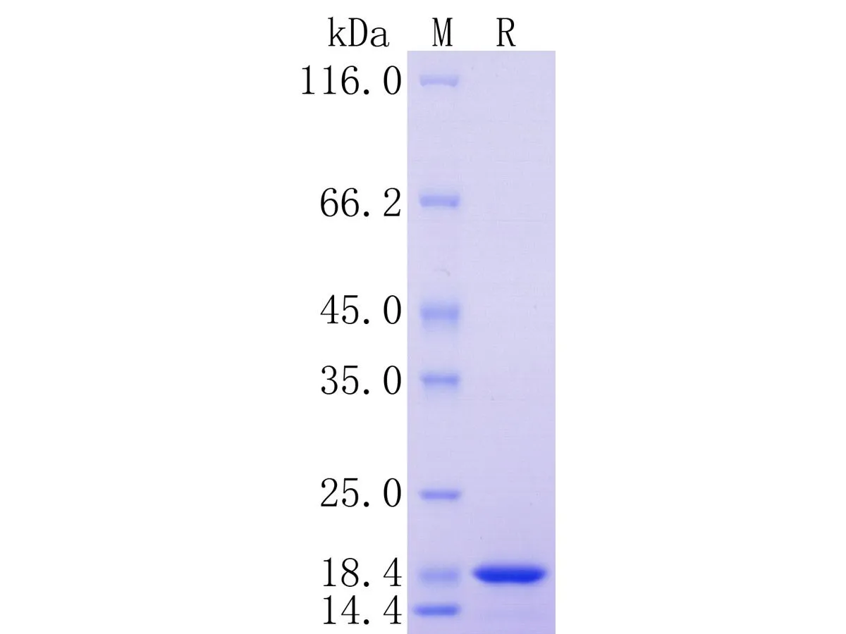 Human FGF Basic/FGF2, Tag Free - image 1