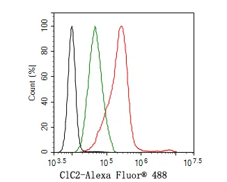 ClC2 Rabbit Polyclonal Antibody - image 3
