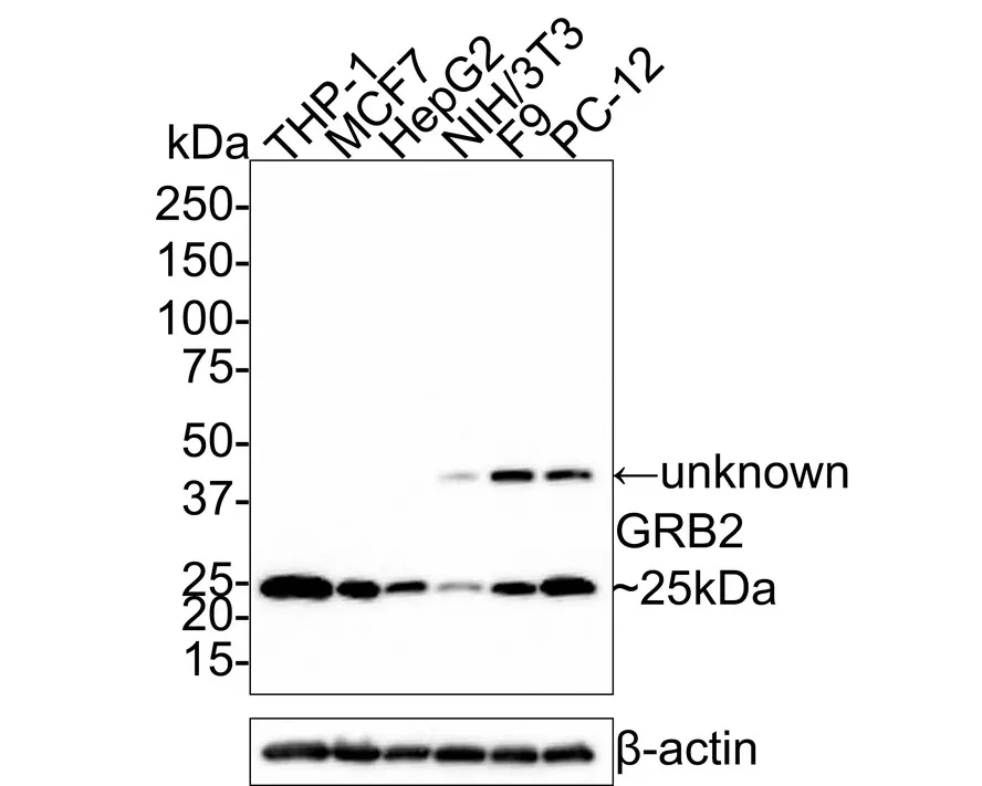 GRB2 Rabbit Polyclonal Antibody - image 1