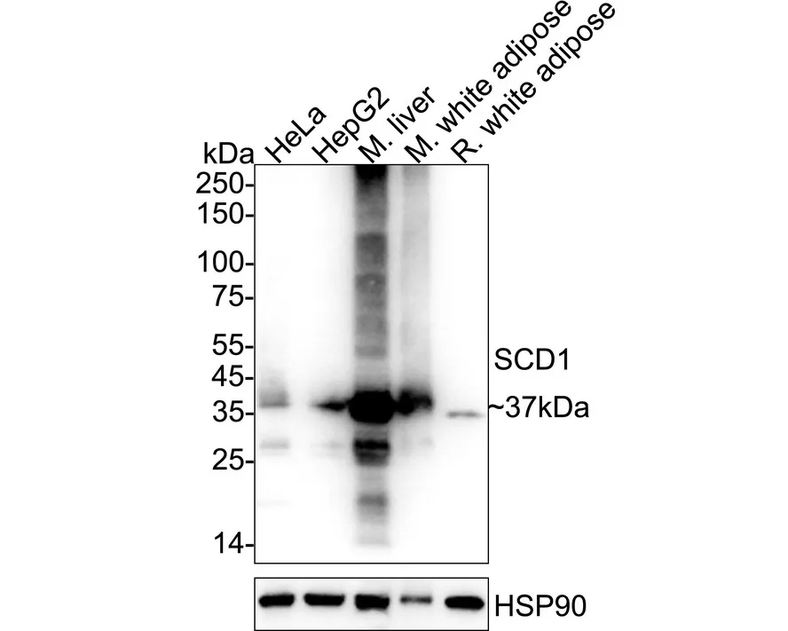 SCD1 Rabbit Polyclonal Antibody - image 1
