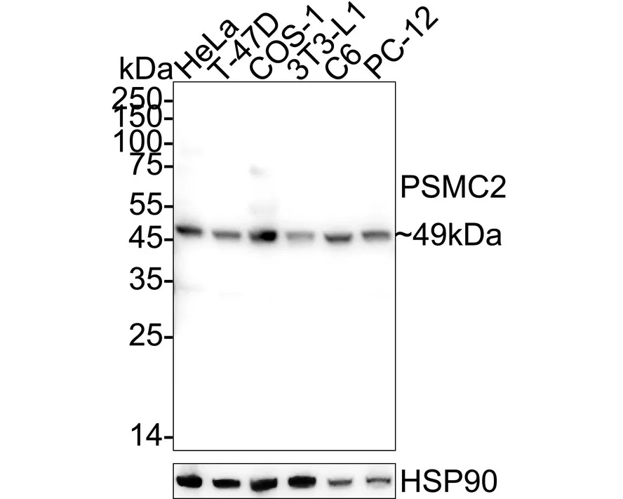 PSMC2 Rabbit Polyclonal Antibody - image 1