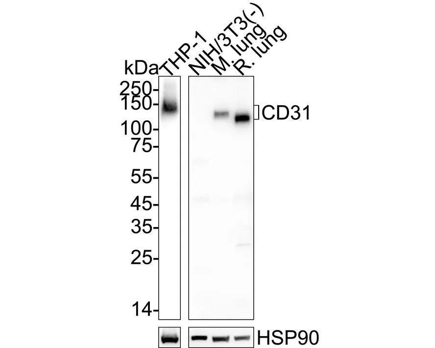 CD31 Rabbit Polyclonal Antibody - image 1