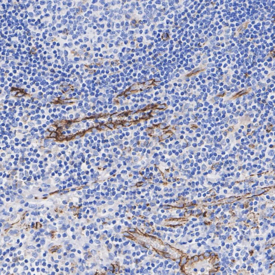 CD31 Rabbit Polyclonal Antibody - image 3