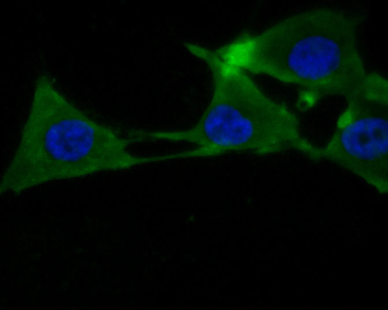 PER3 Rabbit Polyclonal Antibody - image 2