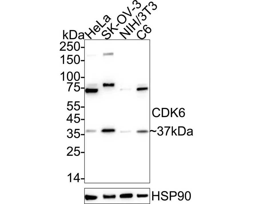 CDK6 Rabbit Polyclonal Antibody - image 1