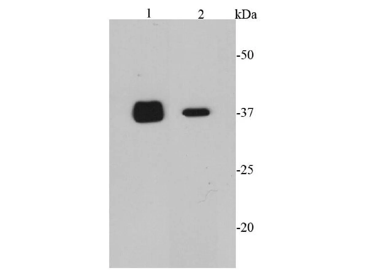 CDK6 Rabbit Polyclonal Antibody - image 2