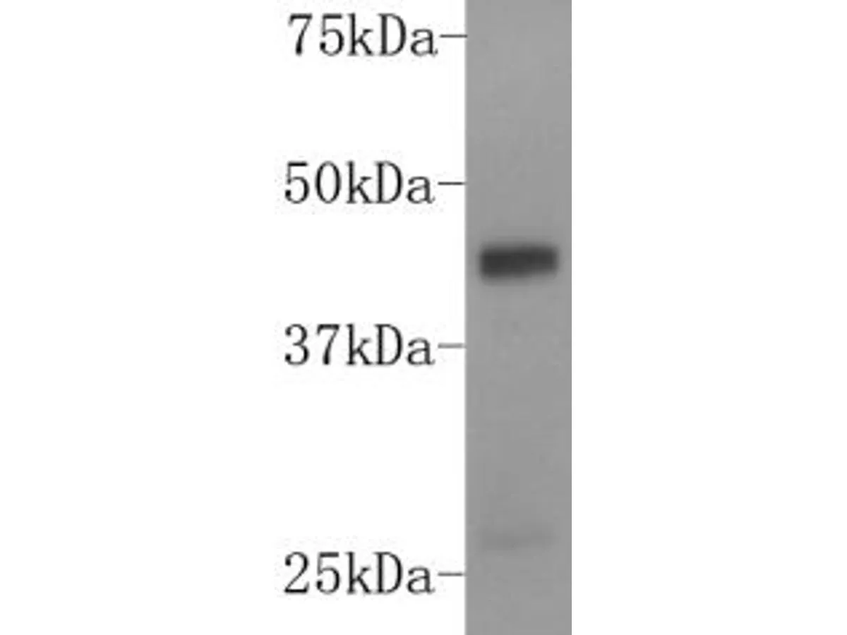 DUSP5 Rabbit Polyclonal Antibody - image 1
