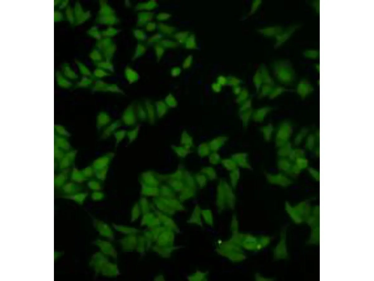 DUSP5 Rabbit Polyclonal Antibody - image 2