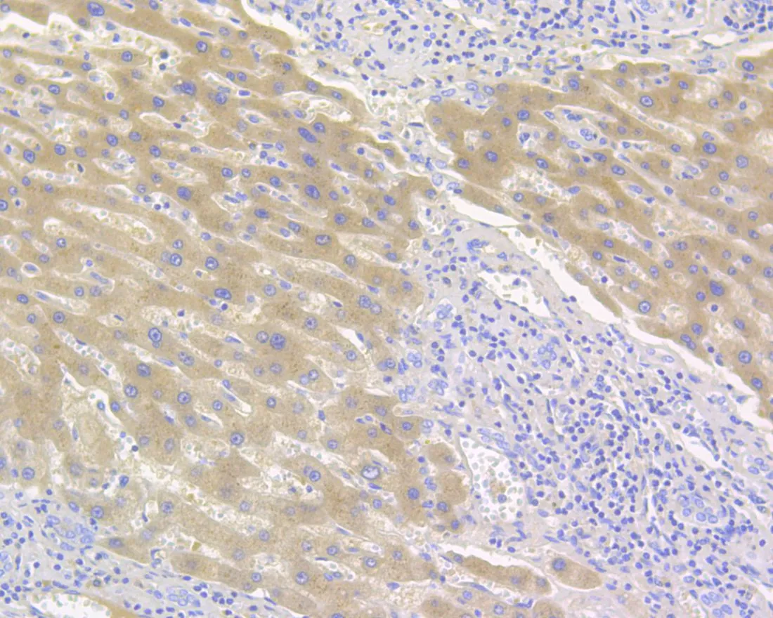 Complement factor B Rabbit Polyclonal Antibody - image 3