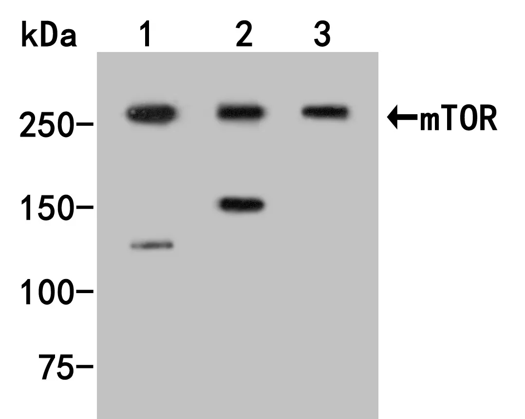 mTOR Rabbit Polyclonal Antibody - image 1
