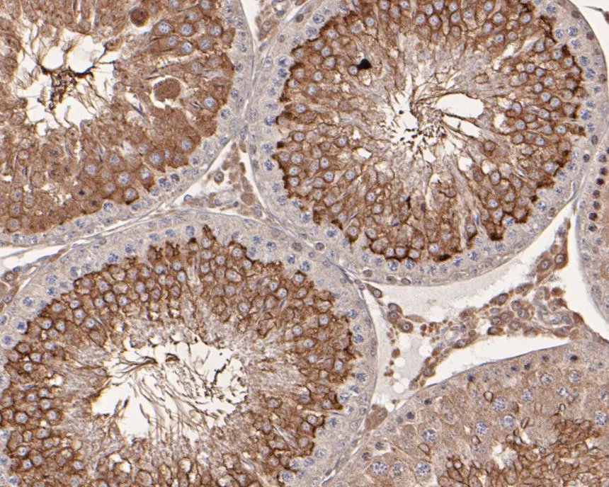 mTOR Rabbit Polyclonal Antibody - image 2
