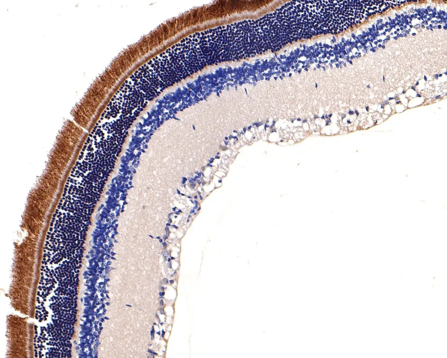 PDE6 alpha Rabbit Polyclonal Antibody - image 3