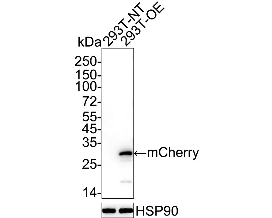mCherry Rabbit Polyclonal Antibody - image 1