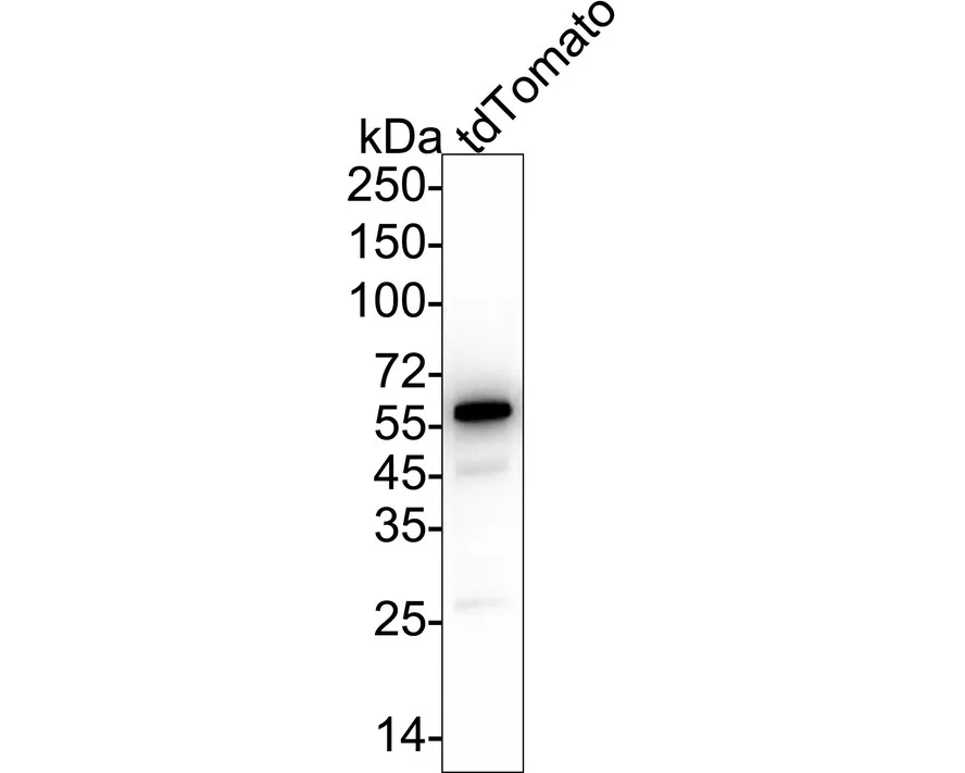 mCherry Rabbit Polyclonal Antibody - image 2