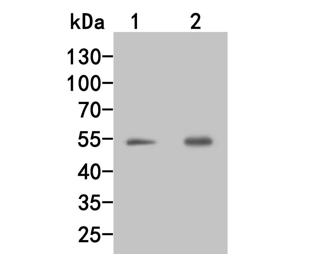 Factor IX Rabbit Polyclonal Antibody - image 1
