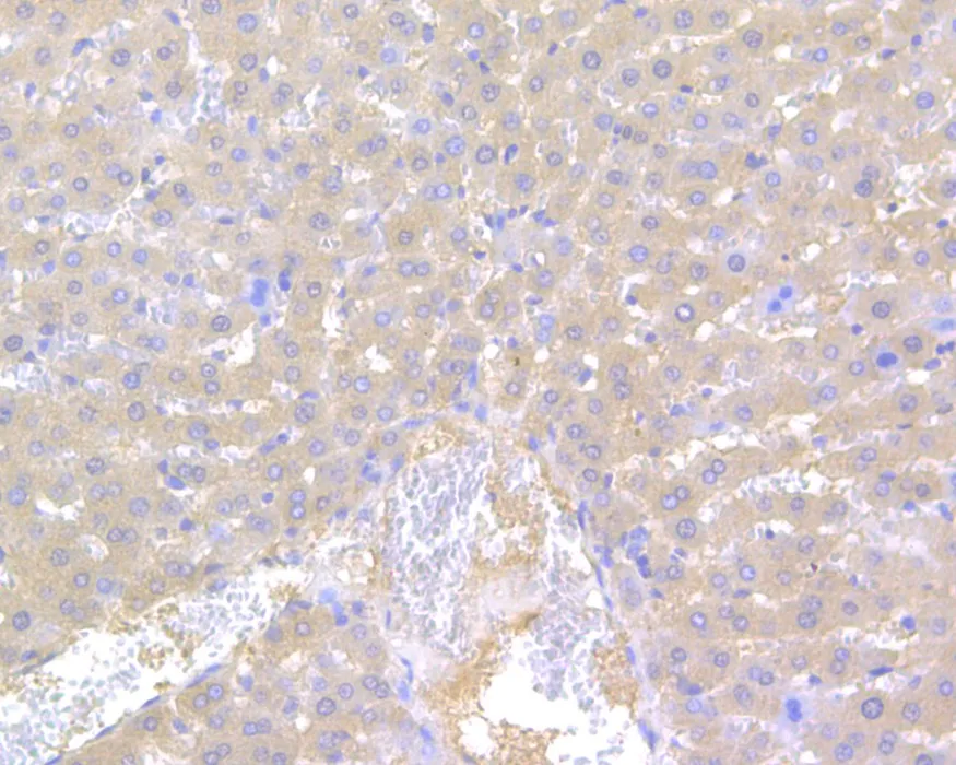 Factor IX Rabbit Polyclonal Antibody - image 2