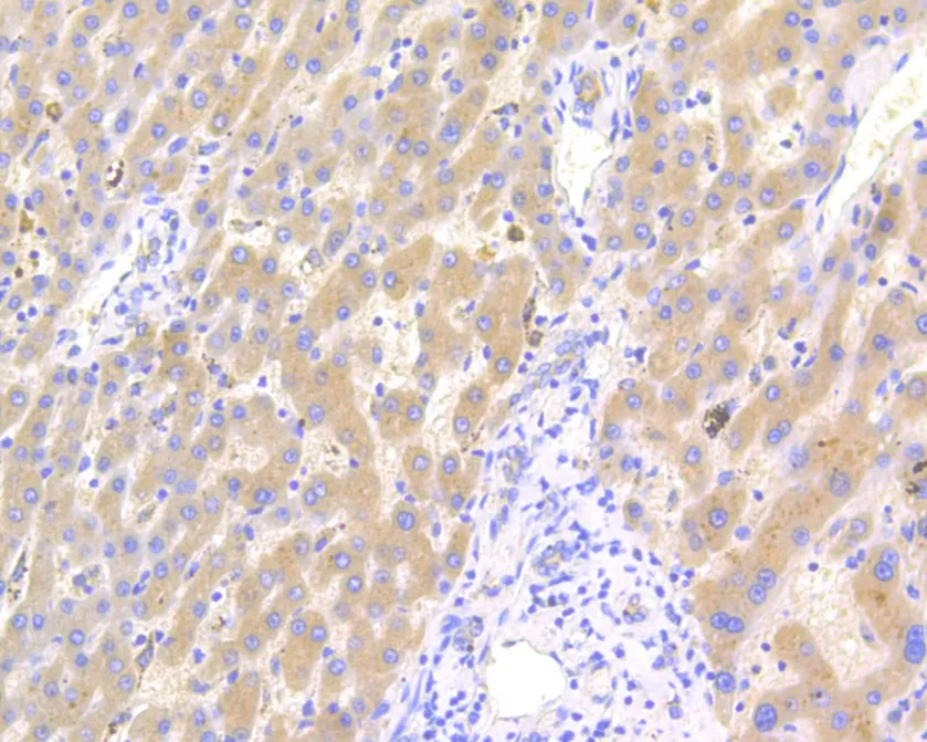 Factor IX Rabbit Polyclonal Antibody - image 3
