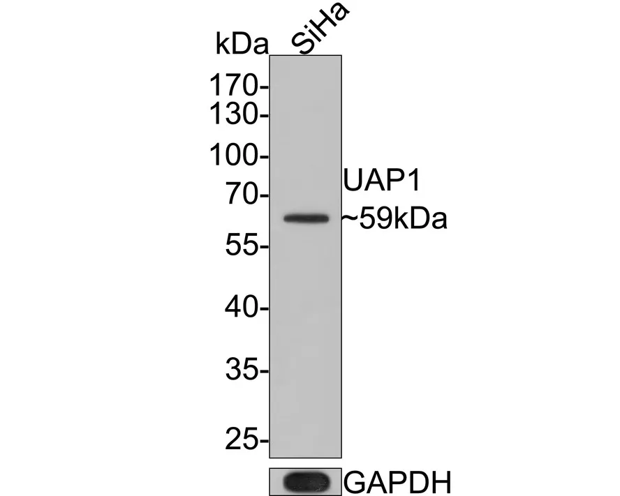 UAP1 Rabbit Polyclonal Antibody - image 1
