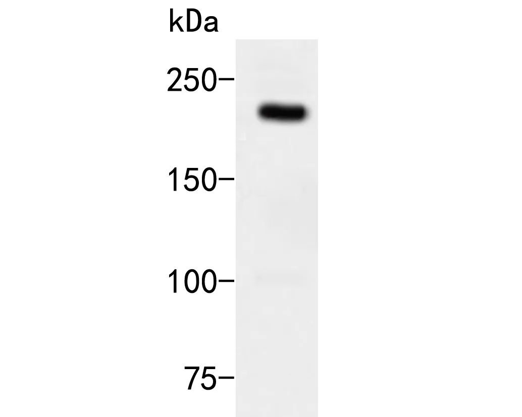 GP repeat Rabbit Polyclonal Antibody - image 1