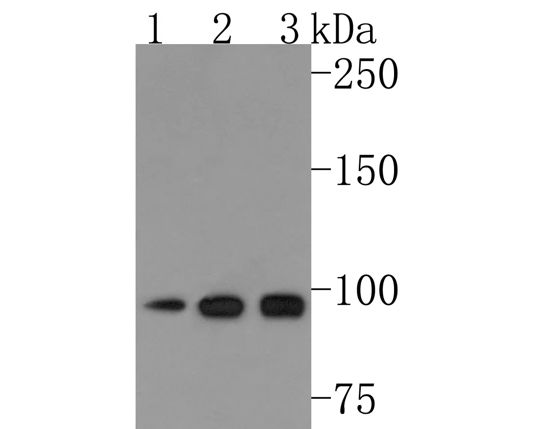 AP2A2 Rabbit Polyclonal Antibody - image 1