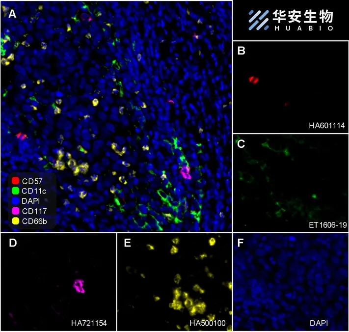 CD66b Rabbit Polyclonal Antibody - image 1