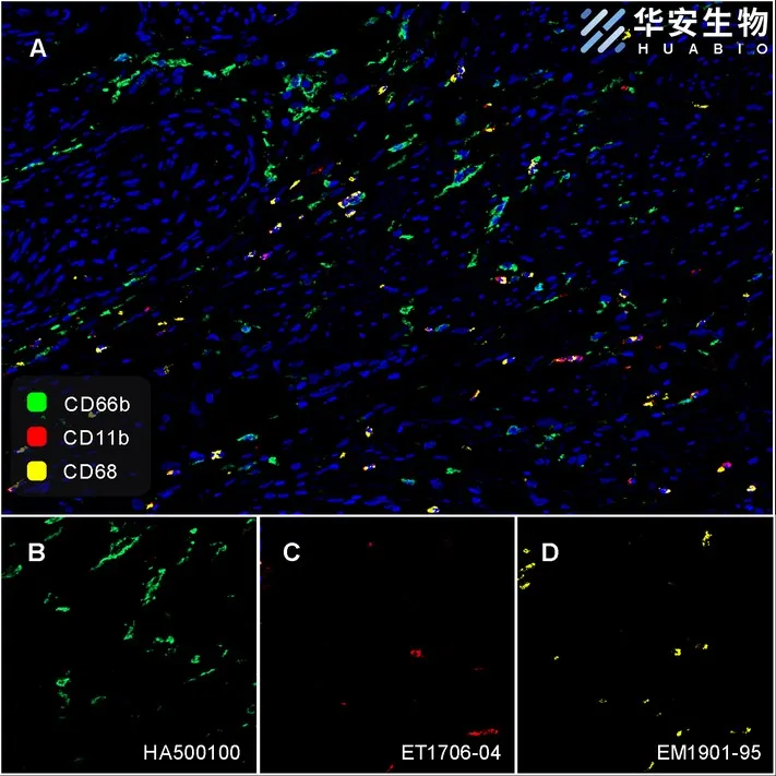 CD66b Rabbit Polyclonal Antibody - image 2