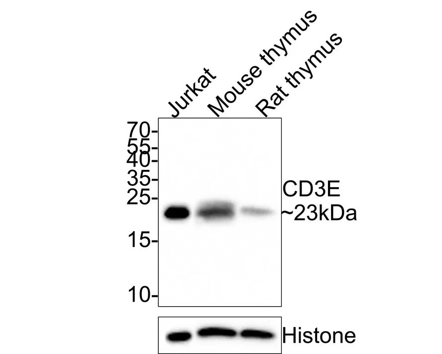 CD3E Rabbit Polyclonal Antibody - image 1