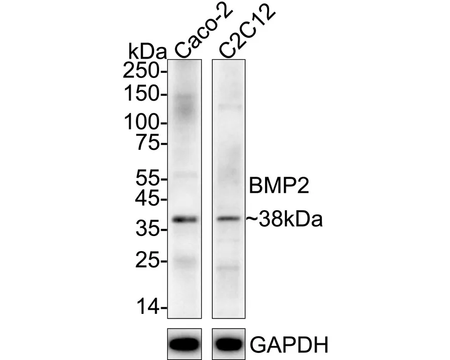 BMP2 Rabbit Polyclonal Antibody - image 1