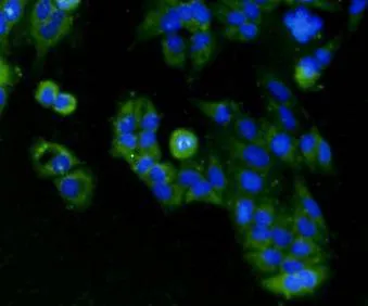 BMP2 Rabbit Polyclonal Antibody - image 2