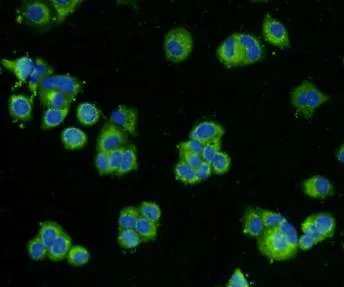 BMP2 Rabbit Polyclonal Antibody - image 3
