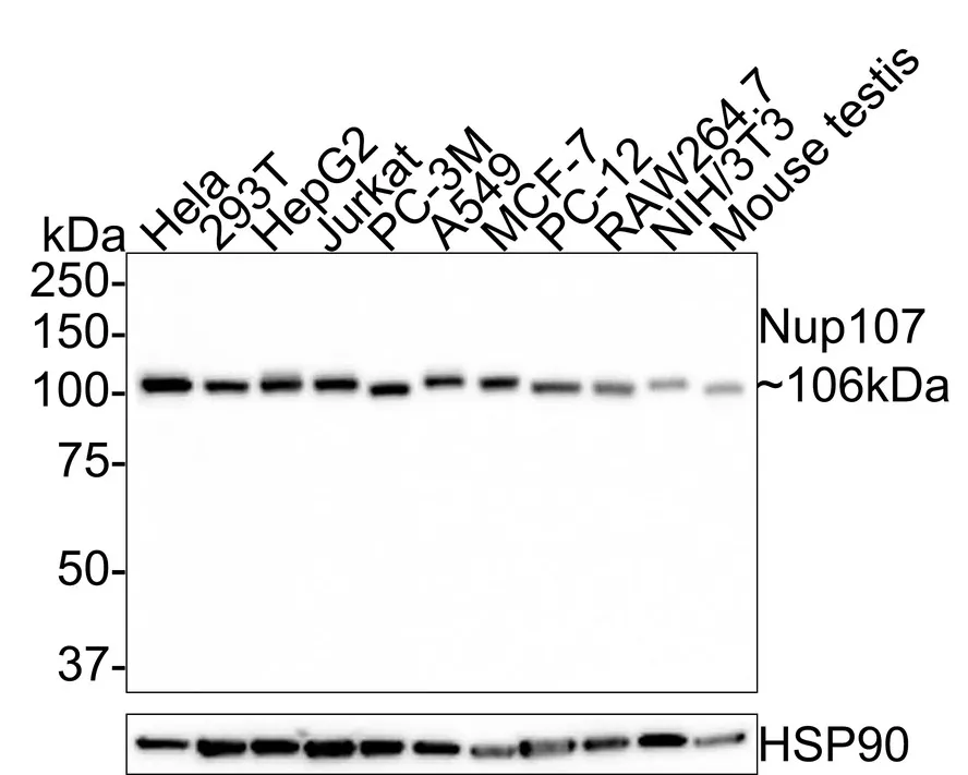 Nup107 Rabbit Polyclonal Antibody - image 1