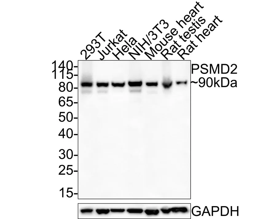 PSMD2 Rabbit Polyclonal Antibody - image 1