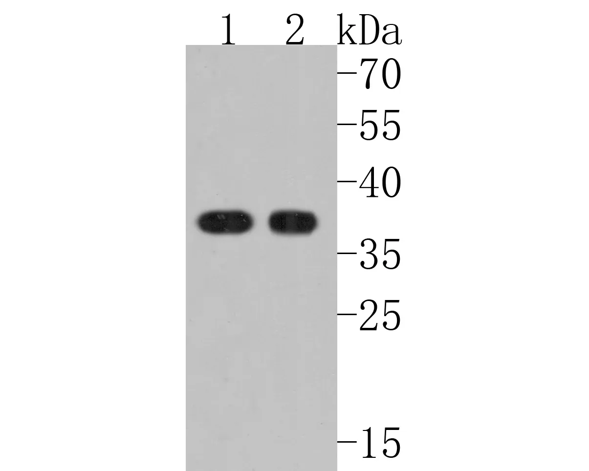 PPP1CA Rabbit Polyclonal Antibody - image 2