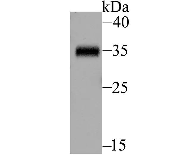 BOB1 Rabbit Polyclonal Antibody - image 1