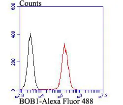 BOB1 Rabbit Polyclonal Antibody - image 2