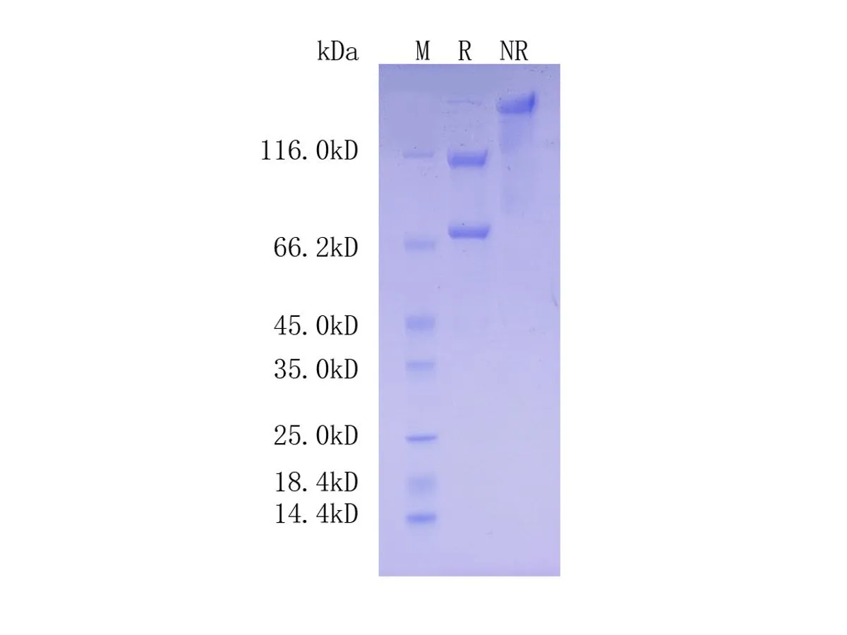 Human Complement C3, C-His Tag - image 1