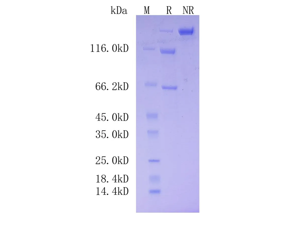 Mouse Complement C3, C-His Tag - image 1