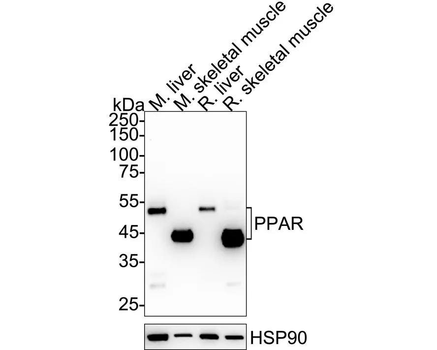PPAR Rabbit polyclonal Antibody - image 1