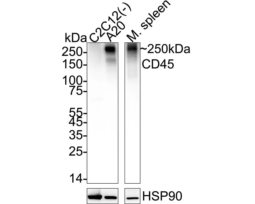 CD45 Rabbit polyclonal Antibody - image 1