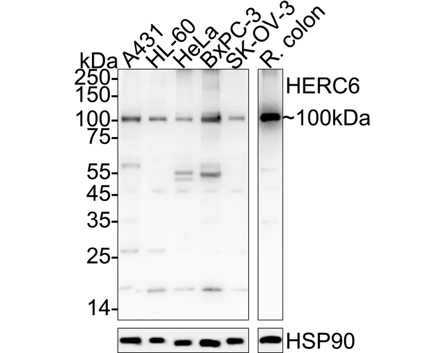 HERC6 Rabbit polyclonal Antibody - image 1