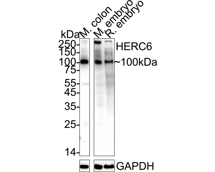 HERC6 Rabbit polyclonal Antibody - image 2