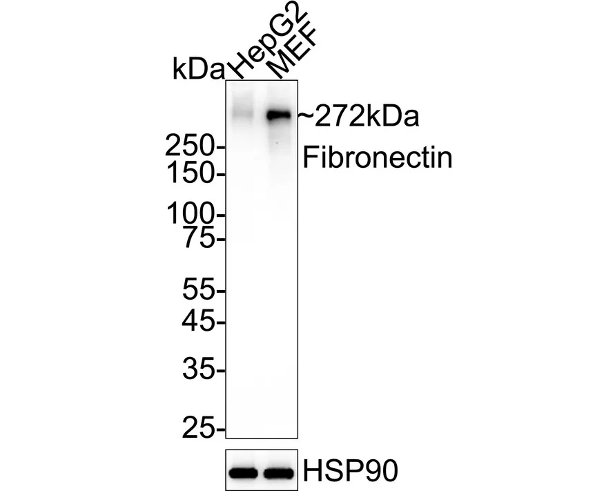 Fibronectin Recombinant Rabbit monoclonal Antibody - image 1